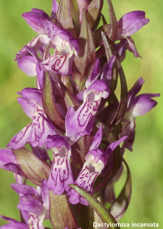 Il lago di Campotosto, orchidee, maltempo eschiarite! maggio/giugno 2023.